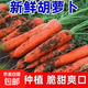 河南精品胡蘿卜新鮮現拔自家種植不水洗綠色健康蔬菜帶泥發(fā)貨 帶箱1斤【單果二兩以上】 現挖帶泥胡蘿卜【農家自種】