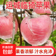 山西運城臨猗紅富士冰糖心丑蘋(píng)果脆甜多汁孕婦可吃新鮮果園直發(fā) 75-85中果凈果8.5斤 非全紅