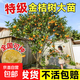 脆皮金桔樹(shù)苗帶果盆栽可食用金橘桔子樹(shù)陽(yáng)臺庭院四季結果耐寒植物 純甜脆皮金桔15年超大苗帶果發(fā)貨（洗洗連皮一起吃）