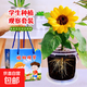 鳳仙花種籽四年級學(xué)生兒童種植小盆栽指甲花向日葵種子植物套裝 向日葵【透明種子觀(guān)察套裝】+【手提袋】