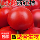 正宗攀枝花沙瓤西紅柿露天生吃粉果番茄新鮮采摘非普羅旺斯西紅柿 凈重中果【80-120克】 3斤