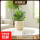 芭比琴葉榕除甲醛防輻射懶人植物室內盆栽?xún)艋諝饩G植四季常青 芭比琴葉榕+三層泡泡樹(shù)脂盆 無(wú)規格