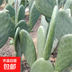 仙人掌盆栽米邦塔墨西哥仙人掌苗可食用多肉植物好養肉肉嫁接綠植 精選大片仙人掌【3片】（帶根不含盆）