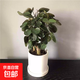 福祿桐圓葉金錢(qián)兜大型盆栽室內客廳辦公室綠植錢(qián)多多金錢(qián)樹(shù)好植物 金錢(qián)兜1盆3棵【高30厘米左右】+白瓷盆