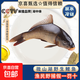 微山湖生態(tài)野捕四鼻金鱗大鯉魚(yú)新鮮活魚(yú)現殺活發(fā)淡水野魚(yú)整魚(yú) （京喜甄選）野生鯉魚(yú)2斤 （宰殺損耗15%-20%）