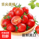 精選小西紅柿孕婦可食用新鮮小番茄現摘顯發(fā)無(wú)添加原味薄皮水果 3斤