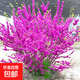 紫荊花樹(shù)苗庭院抗寒花卉室外院子里適合種不怕曬不怕凍紫色的花 叢生紫荊花【3-5分叉】1棵