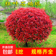 紅葉石楠球樹(shù)苗庭院別墅地栽紅羅賓小苗籬笆墻綠化苗四季常青耐寒 精選紅葉石楠(毛球30-40cm冠幅)高40厘米_ 81cm(含)-110cm(含)