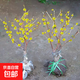 紅梅盆景臘梅樹(shù)樁盆栽梅花老樁耐寒植物地栽臘梅室內綠植耐寒 素心臘梅 3年苗