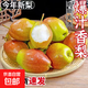 京喜加山西運城紅香酥梨梨子香梨水果猴哥新1 整箱3斤 小果榨汁