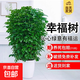 幸福樹(shù)客廳大盆栽室內好養花卉盆景綠植辦公室四季常青植物 幸福樹(shù) 高40-50cm【原土原盆】