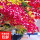 日本紅楓樹(shù)苗四季紅舞姬室外中國紅楓樹(shù)庭院別墅花園綠化植物樹(shù)苗 日本丨紅鏡【北方】2.0公分 不含盆