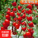 櫻桃番茄種子圣女果小西紅柿種籽菜地春季播陽(yáng)臺盆栽瓜果蔬菜種子 櫻桃番茄種子【1袋】約50粒