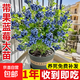 藍莓樹(shù)果苗帶花帶果發(fā)貨盆栽花香苗地栽南方北方種植L25藍莓果樹(shù) 福利【帶果發(fā)貨】精品藍莓盆栽（1加侖）品種隨機