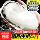正宗精品生蠔太平洋牡蠣鮮活蚵仔燒烤野生海蠣子生蠔批發(fā)瘋狂搶 10斤5XL【26-30只】精挑系選