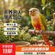 (小太陽(yáng)鸚鵡)手養親人小太陽(yáng)鸚鵡雛鳥(niǎo)可學(xué)舌活體寵物鸚鵡活鳥(niǎo) 超高趴鳳梨雛鳥(niǎo)（帶卡）包活到家