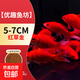 草金魚(yú)活魚(yú)錦鯽魚(yú)苗觀(guān)賞魚(yú)淡水魚(yú)冷水魚(yú)小型耐活活體小金魚(yú)紅草金 5-7cm紅草金5條