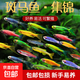 七彩斑馬魚(yú)熱帶觀(guān)賞魚(yú)小型淡水群游紅綠燈科魚(yú)好養耐活新手練手魚(yú) 2-3cm糖果斑馬【24條】隨機搭配