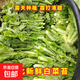 【東東買(mǎi)菜】湖北白菜苔新鮮當季菜心油菜苔農家現摘小菜蔬菜 露天種植 脆嫩 泡沫箱發(fā)貨 凈重5斤
