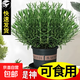 迷迭香盆栽可食用新鮮大株百里香牛排用烘培蛋糕裝飾香草驅蚊綠植 1盆迷迭香小苗【原土原盆】