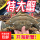 梭子蟹鮮活新鮮冷凍特大一整箱螃蟹野生海蟹飛蟹公蟹母蟹冰鮮 【新人嘗鮮】母蟹凈重2斤/4-6只
