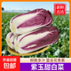 【花青素王者】新鮮紫羅蘭白菜紫色大白菜涼拌沙拉蔬菜山東紫白菜 凈重500g±100g精品紫白菜