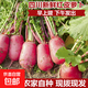 農村自產(chǎn)胭脂蘿卜白肉紅皮蘿卜新鮮現摘可泡菜水果甜小蘿卜白心 5斤裝紅皮白心蘿卜