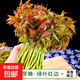 京喜加【山野好味】云南高山新鮮香椿芽嫩芽四季椿蔬菜生鮮炒蛋 云南新鮮香椿凈重500g