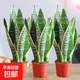 金邊虎皮蘭盆栽多肉植物水培好養綠植室內花卉客廳大型虎尾蘭陽(yáng)臺 【超級實(shí)惠3盆裝】25-30cm3棵虎皮蘭【簡(jiǎn)易盆