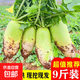 京喜加青頭白蘿卜新鮮生吃涼拌農家蔬菜當季水果蘿卜火鍋配菜泡菜 9斤裝