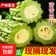 京喜加新鮮現摘綠色苦瓜當季涼瓜清脆爽口清熱降火新鮮蔬菜生鮮 苦瓜 3斤 帶箱