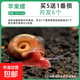 蘋(píng)果螺觀(guān)賞除藻清潔魚(yú)缸寵物 買(mǎi)5送1備損共發(fā)6個(gè)