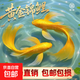 黃金錦鯉活魚(yú)吉祥魚(yú)金魚(yú)淡水魚(yú)好養耐活冷水魚(yú)黃金龍鳳錦鯉觀(guān)賞魚(yú) 10-12cm黃金錦鯉買(mǎi)5條送4條 當地氣溫【低】于0度選這個(gè)【加暖寶增成活率】