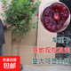 櫻桃樹(shù)苗車(chē)厘子櫻桃南北方種植當年結果櫻桃苗俄羅斯八號櫻桃庭院 智利車(chē)厘子（6年苗當年結果）