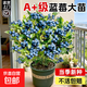藍莓樹(shù)果苗盆栽特大號室內外藍梅苗地栽陽(yáng)臺四季南北方種植果樹(shù)苗 薄霧藍莓 小苗【高度20cm左右】