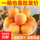 遼寧鞍山南果梨（帶青發(fā)貨需常溫放軟食用口感更佳）山野 帶紅臉南果梨，帶箱約5斤，凈果4.5斤