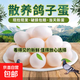 【鄉里鄉親】鴿子蛋新鮮雜糧喂養破損包賠生鮮超市寶寶孕婦滋補 新鮮鴿子蛋30枚大號蛋20-30克