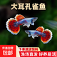 大耳孔雀魚(yú)小型熱帶魚(yú)觀(guān)賞魚(yú)胎生魚(yú)神仙魚(yú)天使魚(yú)觀(guān)賞魚(yú)熱帶魚(yú)斗魚(yú) 2-4cm大耳朵孔雀魚(yú)—5條送1條防損