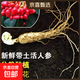 人參苗新鮮東北人參室內種植人參綠植帶土盆栽種植人參 精選人參苗【4-7g】*30顆 精選長(cháng)白山人參苗【芽孢壯實(shí)】
