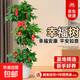 發(fā)財樹(shù)新房喬遷綠蘿柱綠植天堂鳥(niǎo)客廳大型植物盆栽開(kāi)業(yè)辦公擺放 【天然凈化】三層幸福樹(shù)1.5-1.7m螺紋盆+掛飾