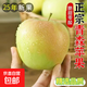 青蘋(píng)果新鮮水果金帥綠蘋(píng)果當季整箱蘋(píng)果當季現摘脆甜王林蘋(píng)果 帶箱5斤(60-70mm)