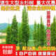 水杉苗水杉樹(shù)苗 云杉池杉小苗 落羽杉中山杉樹(shù)苗水松苗速生水杉苗 水杉苗2公分粗1棵 其他