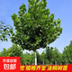 法國梧桐樹(shù)懸鈴木樹(shù)苗大樹(shù)庭院風(fēng)景行道園林綠化苗木中國青桐法桐 法桐樹(shù)苗3公分粗 其他