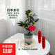 四季茶花紅山茶盆栽陽(yáng)臺露臺庭院綠植帶花苞原盆原土好養活 夏日七心（含盆40厘米以上，帶盆帶花苞發(fā)貨） 夏日七心