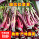 【霜打菜】湖北新鮮紅菜苔農家自種紫菜苔蕓菜苔菜心便宜蔬菜 露天種植 脆嫩 泡沫箱發(fā)貨凈重5斤