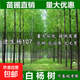 白楊樹(shù)苗 白楊樹(shù) 楊樹(shù)苗 107速生楊樹(shù)苗 河提植樹(shù)造林 3804白楊苗 1公分粗5棵 90cm(含)-99cm(含)
