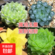 新款客廳大棵櫻水晶玉露多肉植物白銀壽十二卷多肉綠植花卉 冰川+冰燈+黃金+櫻水晶屬雞