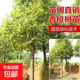 香樟樹(shù)苗大樹(shù)大小葉驅蚊防蟲(chóng)四季常青南北方耐寒大型工程綠化苗木 香樟地徑2公分粗不帶土 其他