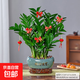 金錢(qián)樹(shù)盆栽室內植物吧臺客廳擺放花好養辦公室聚寶盆招財進(jìn)寶綠植 5年粗壯金錢(qián)樹(shù)+招財進(jìn)寶(元寶)陶瓷盆