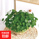 銅錢(qián)草水培植物和魚(yú)共養魚(yú)缸專(zhuān)用造景活水草凈化水質(zhì)的綠植金錢(qián)草 帶葉銅錢(qián)草約300根(不含盆)送營(yíng)養液